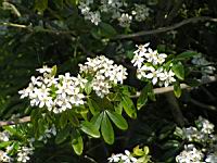 Choisya Ternata (fam. Rutacees) (Amerique du Nord, Mexique) (4) (Photo F. Mrugala)